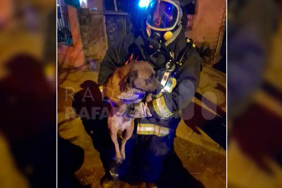 Bomberos salvaron a un perro de un importante incendio en una casa