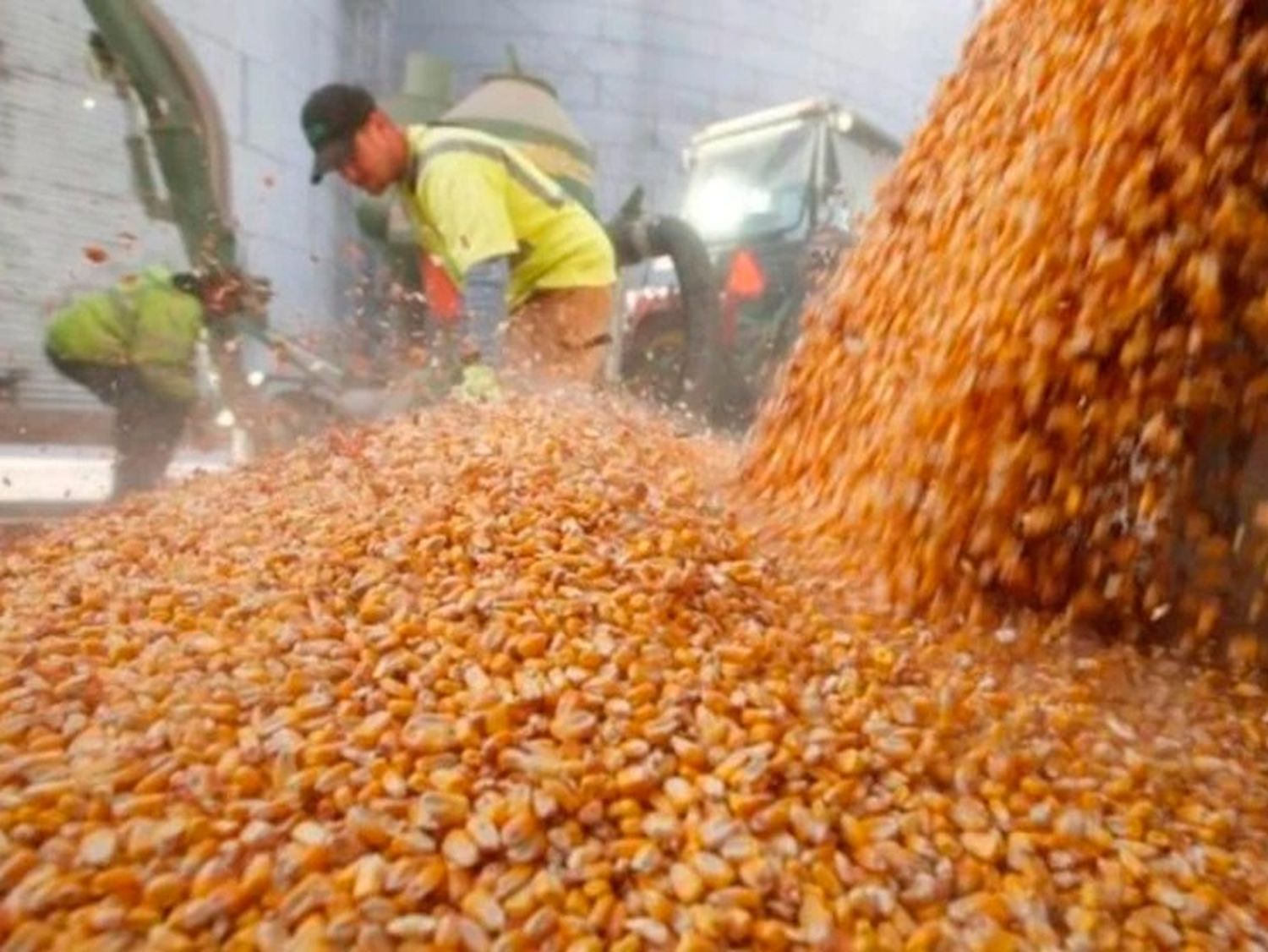 agro maiz granos