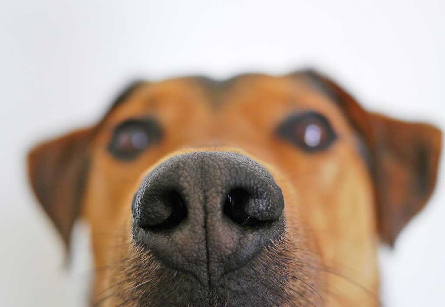Los perros podrían detectar personas con COVID-19