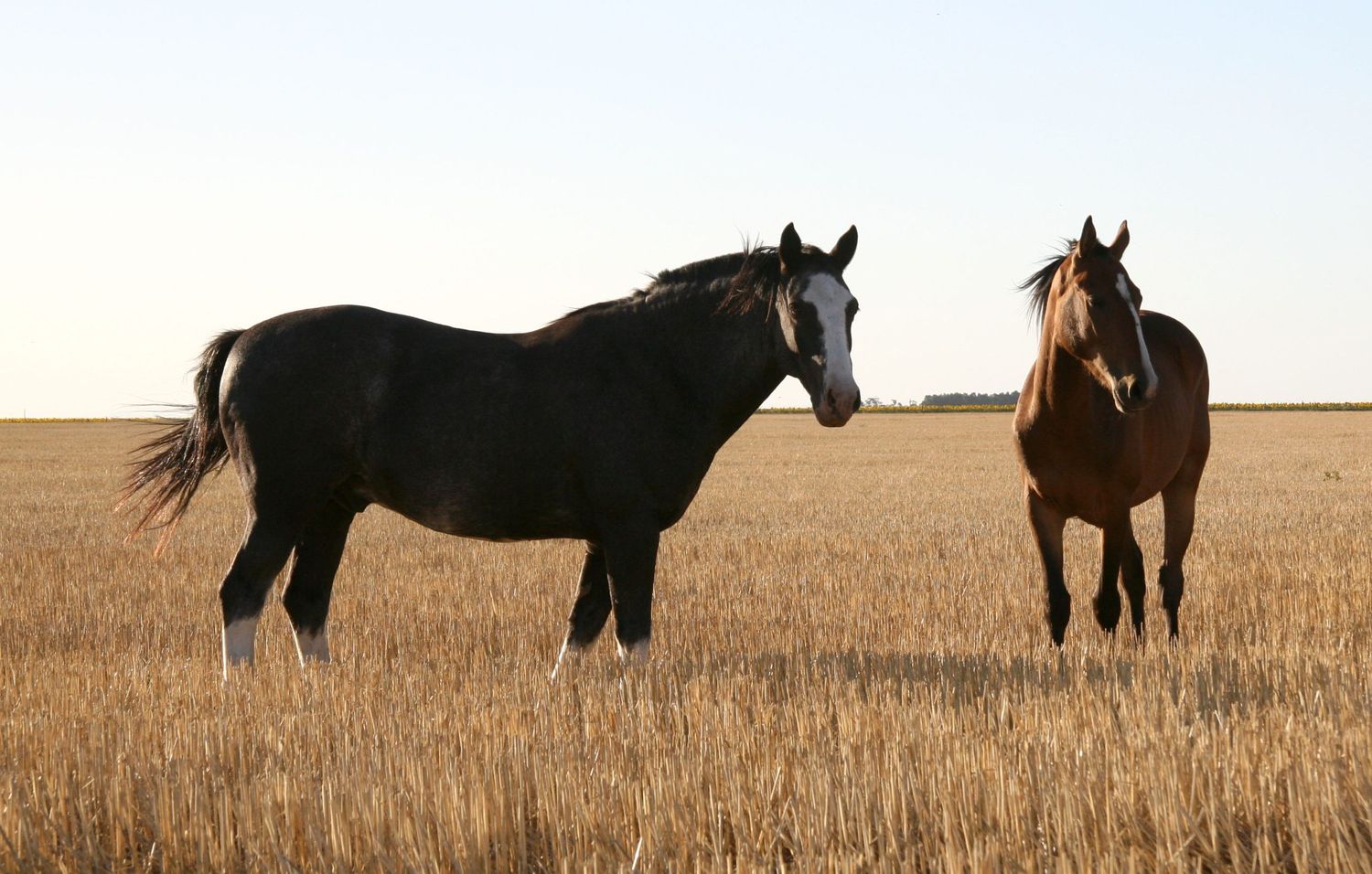 Medidas “extraordinarias y excepcionales” del Senasa por los brotes de Encefalomielitis Equina