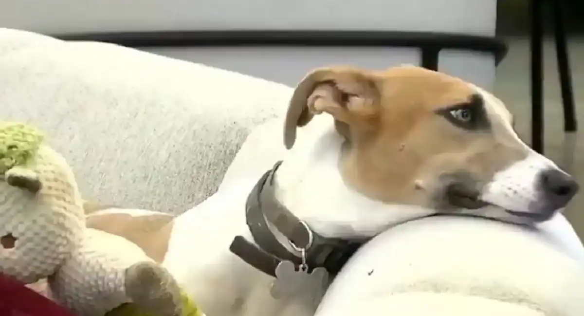 “Arturo es Abraam. Lo tenemos de chiquito junto con su hermanita”.