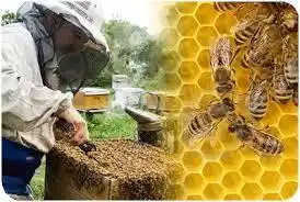 Larroque. Se brindará en Larroque un curso sobre apicultura