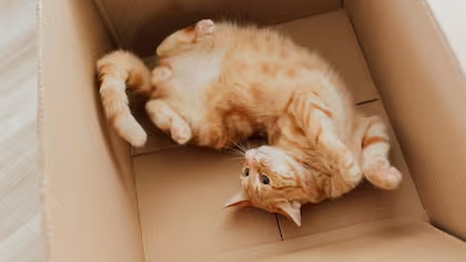 gato en caja - 2