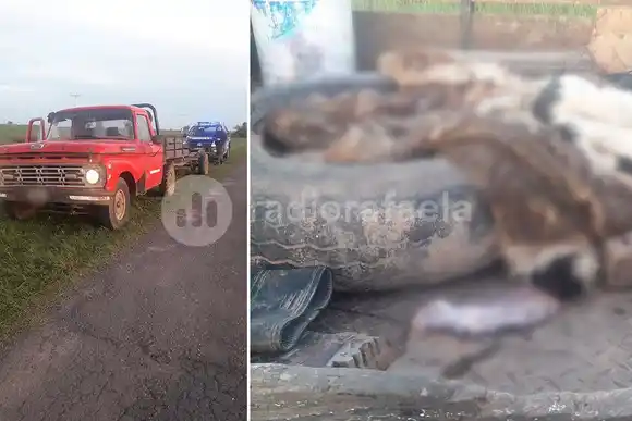 Atraparon cerca de Bauer y Sigel a dos personas que habrían faenado ilegalmente a un animal