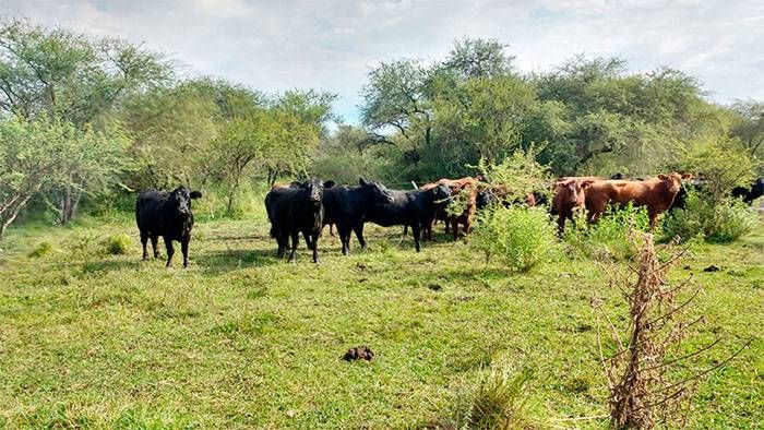 Declaran Área Natural Protegida a �SEl Cencerro⬝: Son 3 mil hectáreas en Federal