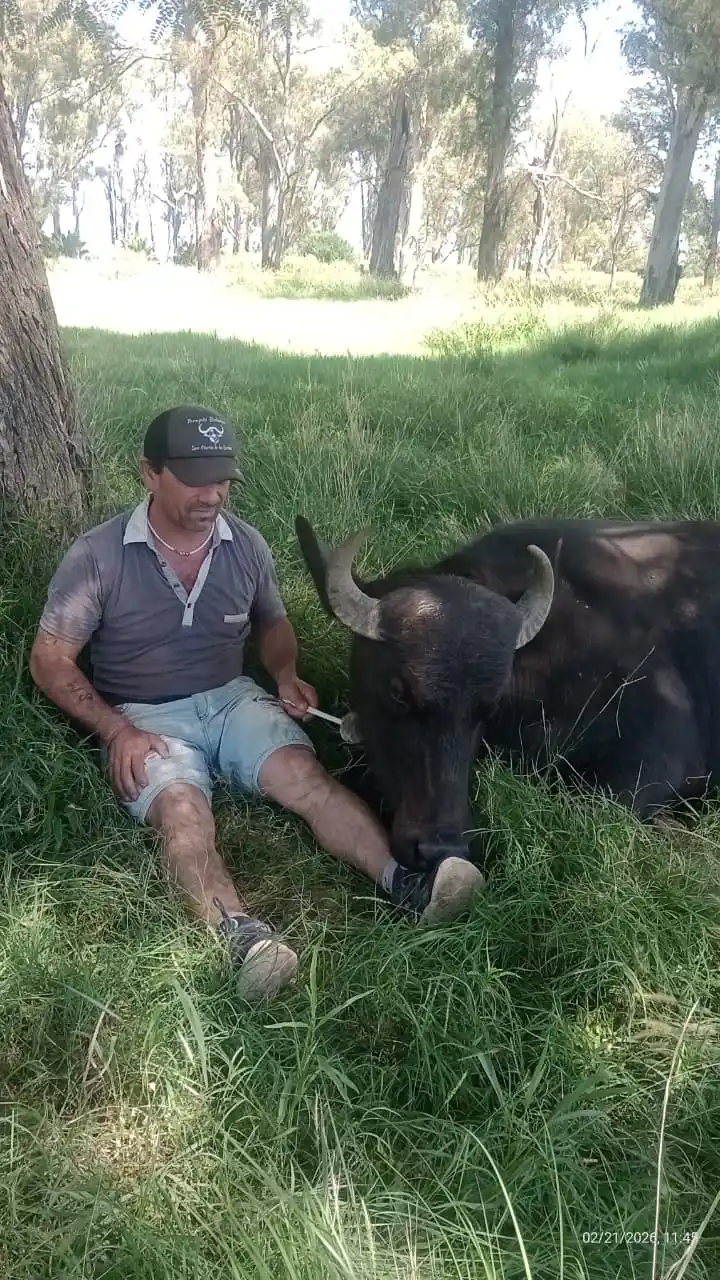 Marcelo González bufaloterapia