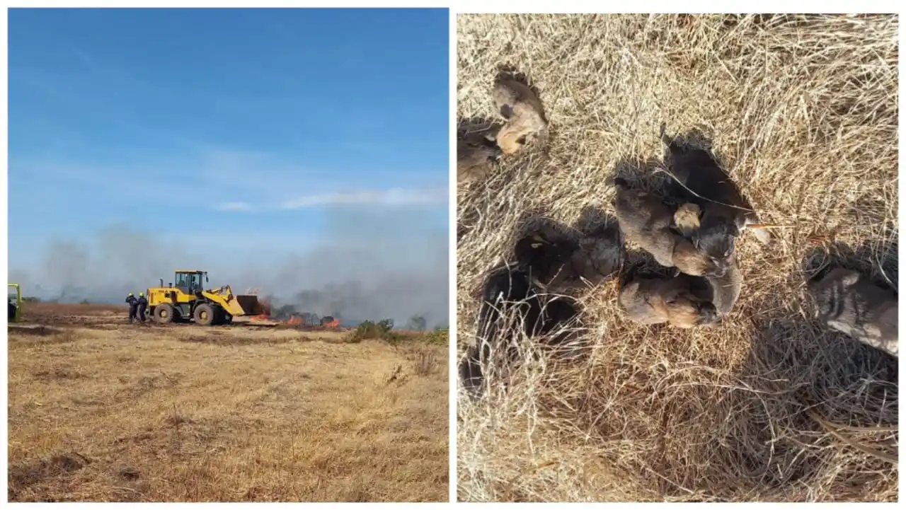 Incendio y rescate de once cachorros en zona rural. Crédito: Bomberos de Venado Tuerto.