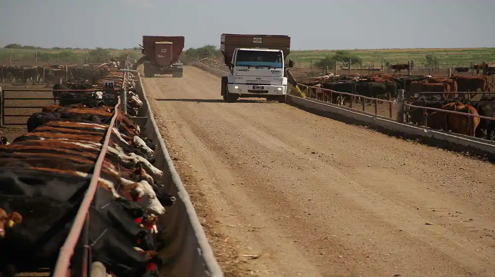 El stock vacuno alcanzará las 53,5 millones de cabezas para fin de año