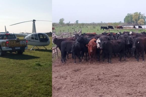 Vacas robadas en la isla: "Una bolsa de plata", el pago de Julio Alsogaray por los animales