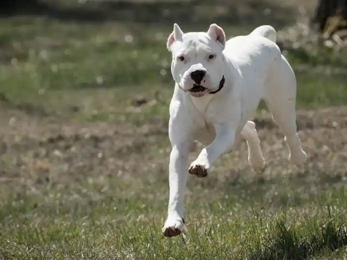 Dolores: Un dogo atacó a una mujer y su dueña fue condenada con una multa de 40 mil pesos