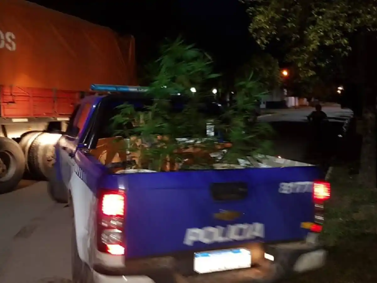 El Tío: secuestraron plantas de marihuana en la vieja Casa Radical