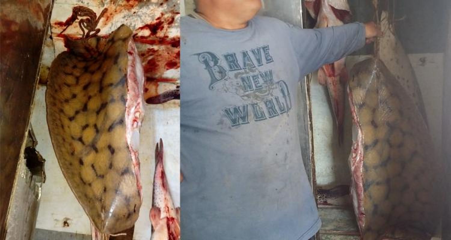 100 kilos de raya