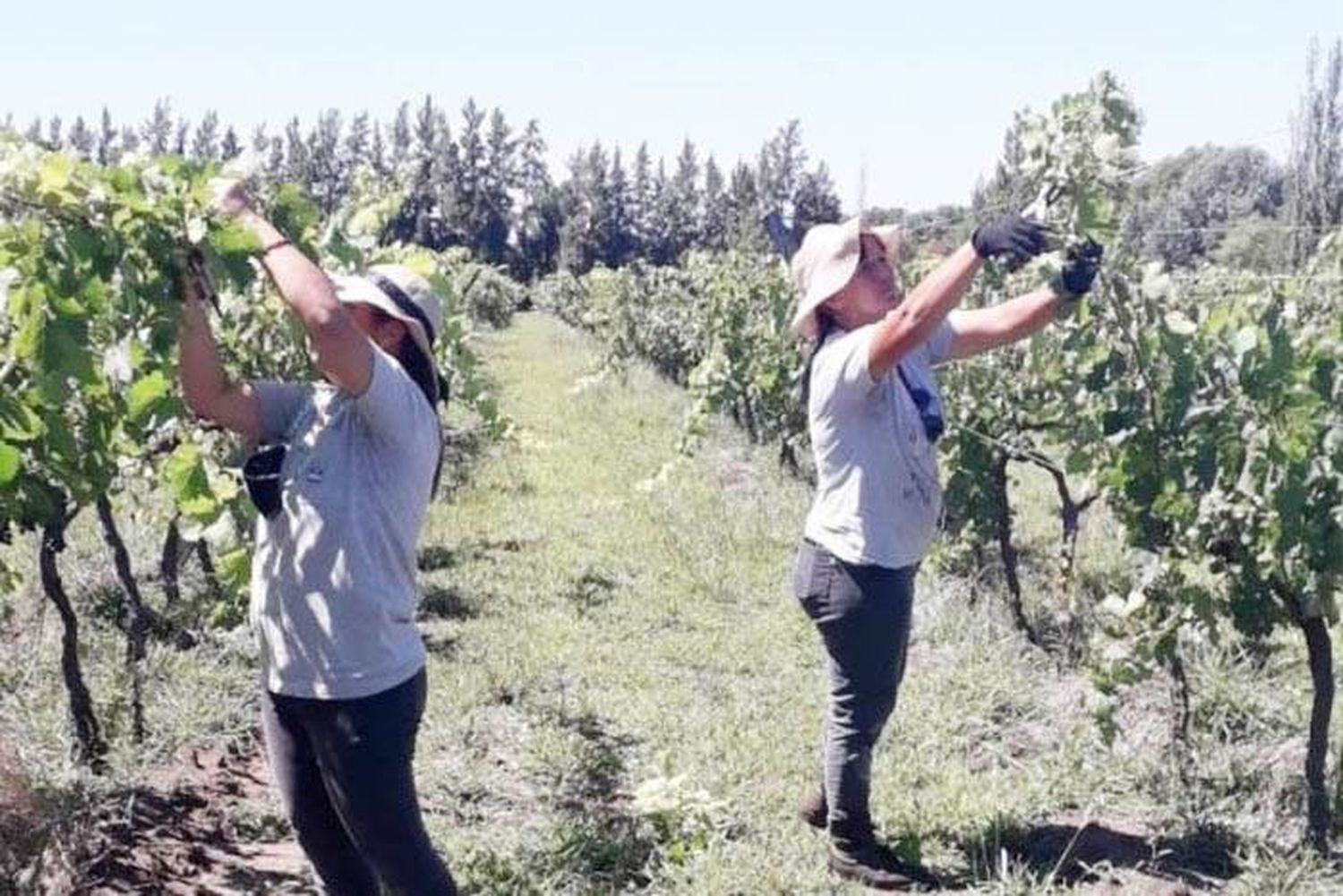 Impulsan la vitivinicultura en Entre Ríos para multiplicar productores