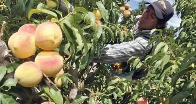 San Pedro, entre las pruebas piloto para el Censo Rural 2018
