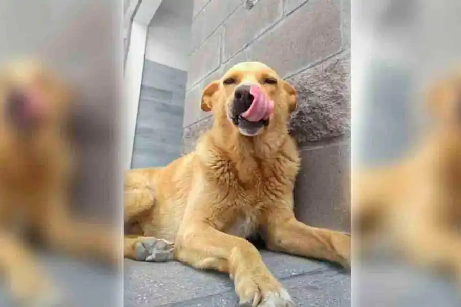Un hombre fue condenado a un año y medio de prisión por asesinar al "perro del pueblo"