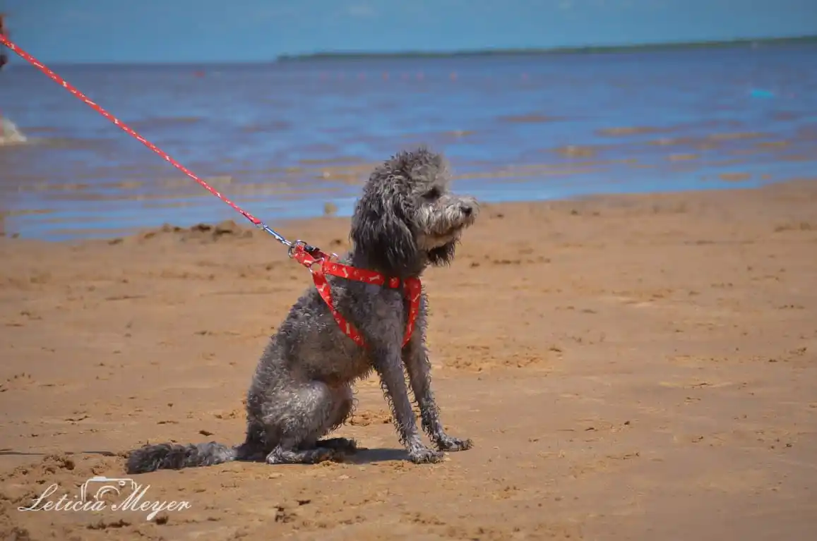 El balneario Ñandubaysal habilitó un sector para ir a la playa con mascotas