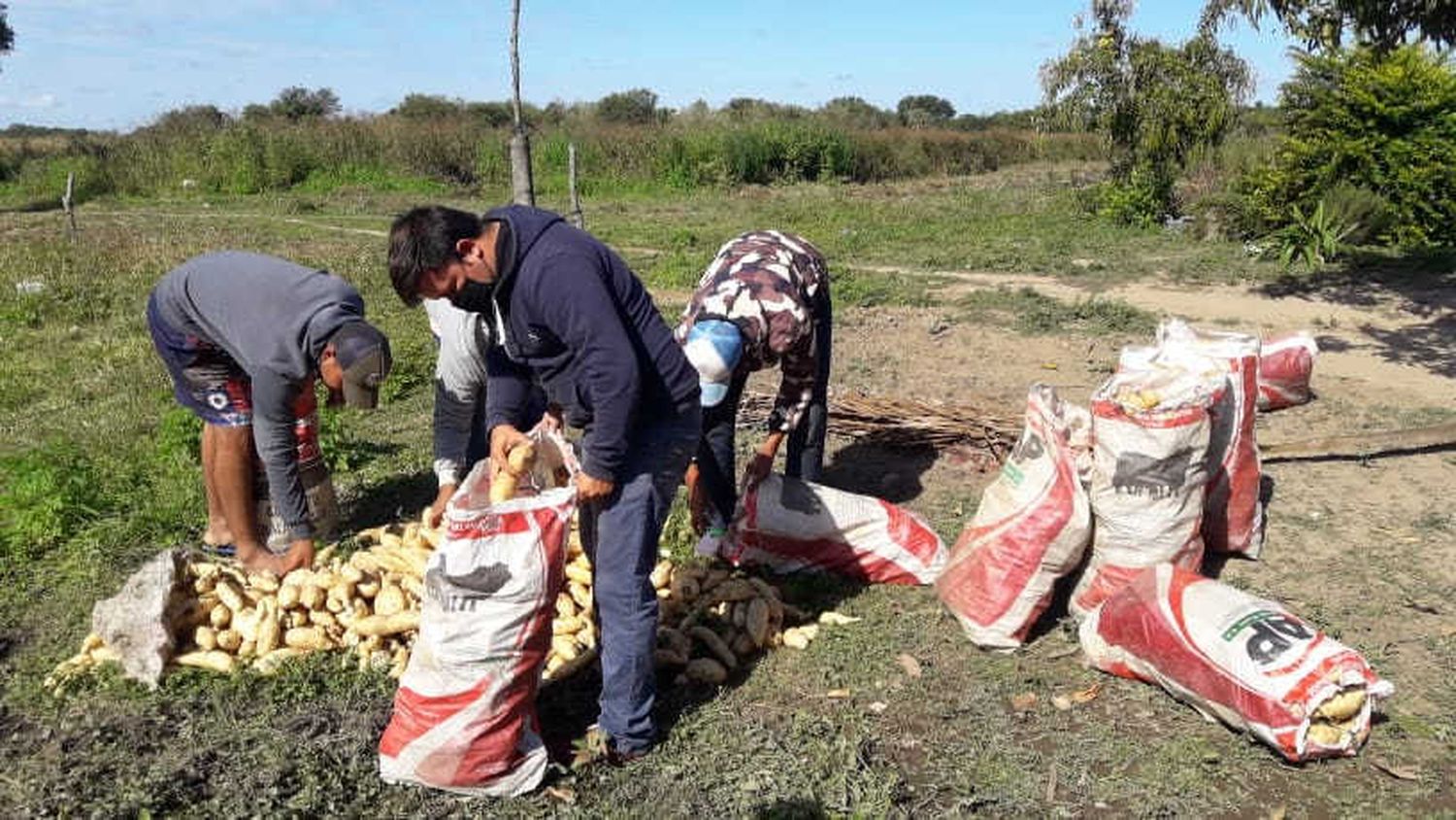 Familias paipperas de Colonia La Primavera aportan producción de batatas al Plan Nutrir