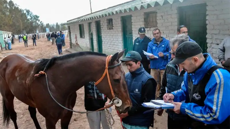 Antidoping en un hipódromo dio un 80% de casos positivos