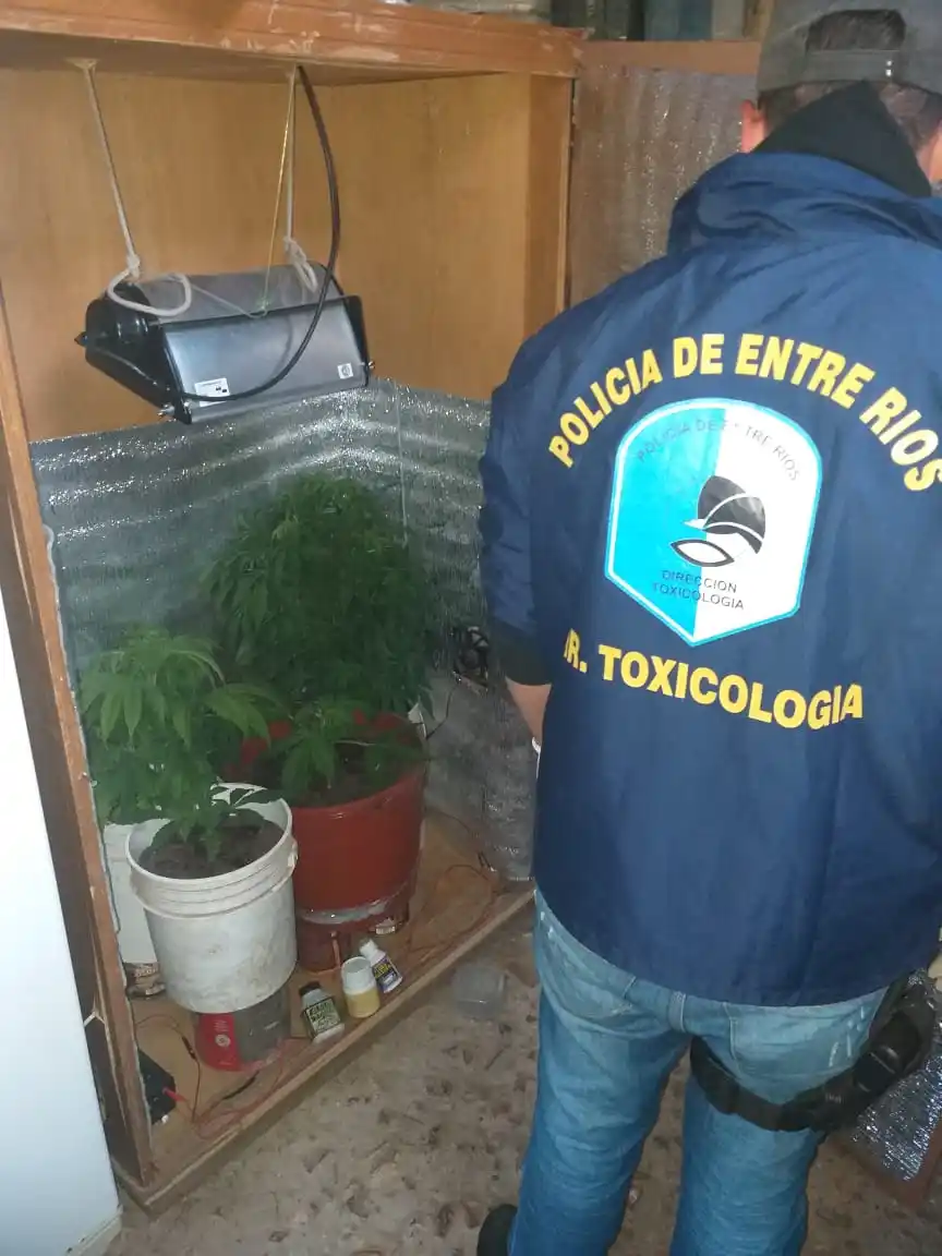 Tras un procedimiento por narcomenudeo en Nogoyá, secuestran marihuana, pastillas de LSD, y plantas de cannabis sativa