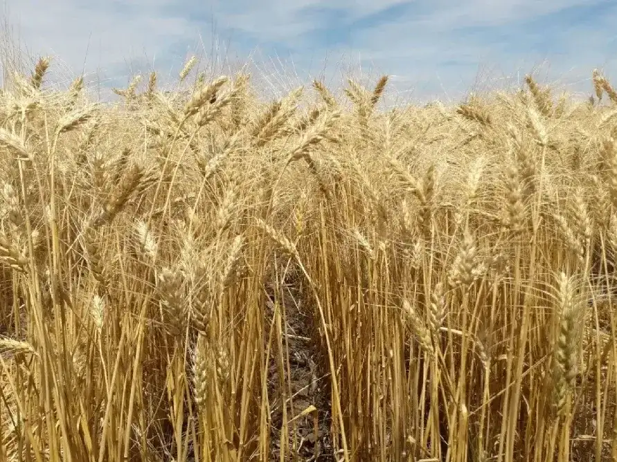 Fertilizar Asociación Civil planteó la importancia de la adecuada nutrición del trigo y la cebada.
