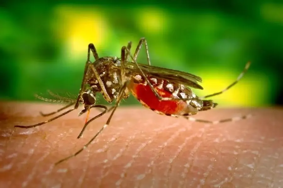 Confirmaron un caso autóctono de Dengue en la ciudad de Sunchales