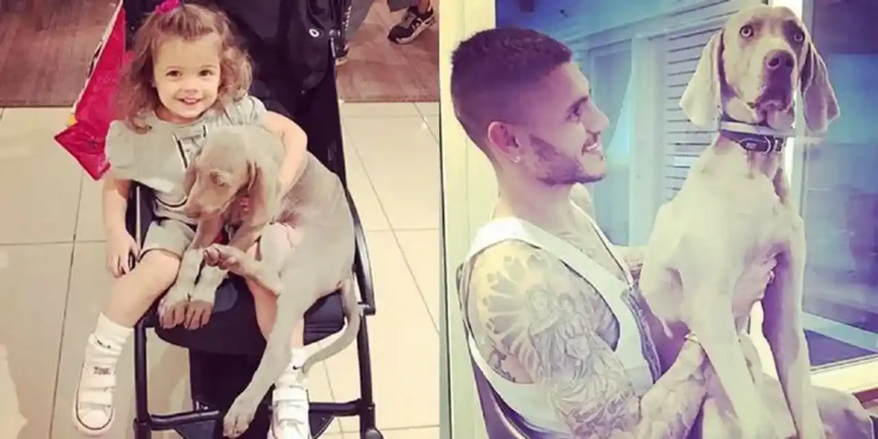 perro icardi