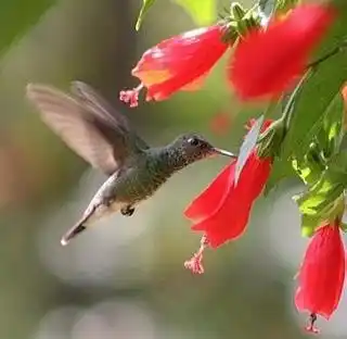 La Primavera y los Estudiantes