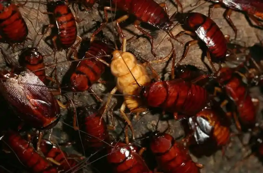 Cuidado impresionables: hay un país que cría 6.000 millones de cucarachas al año