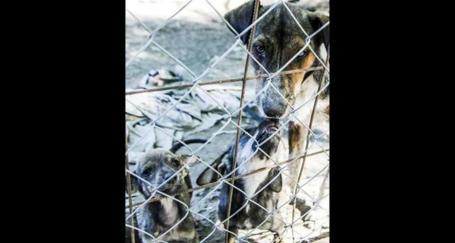 Venden bijouterie con porcentaje a beneficio de la protectora Vida Animal