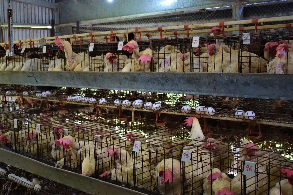 Con más de 100 notificaciones atendidas por el Senasa, suman 12 los casos confirmados en aves silvestres y de traspatio a la fecha.