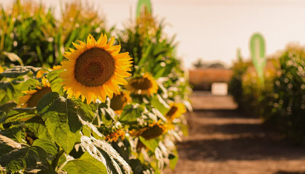 Un alivio que llega desde el sur de la región agrícola: destacan el buen estado del girasol local