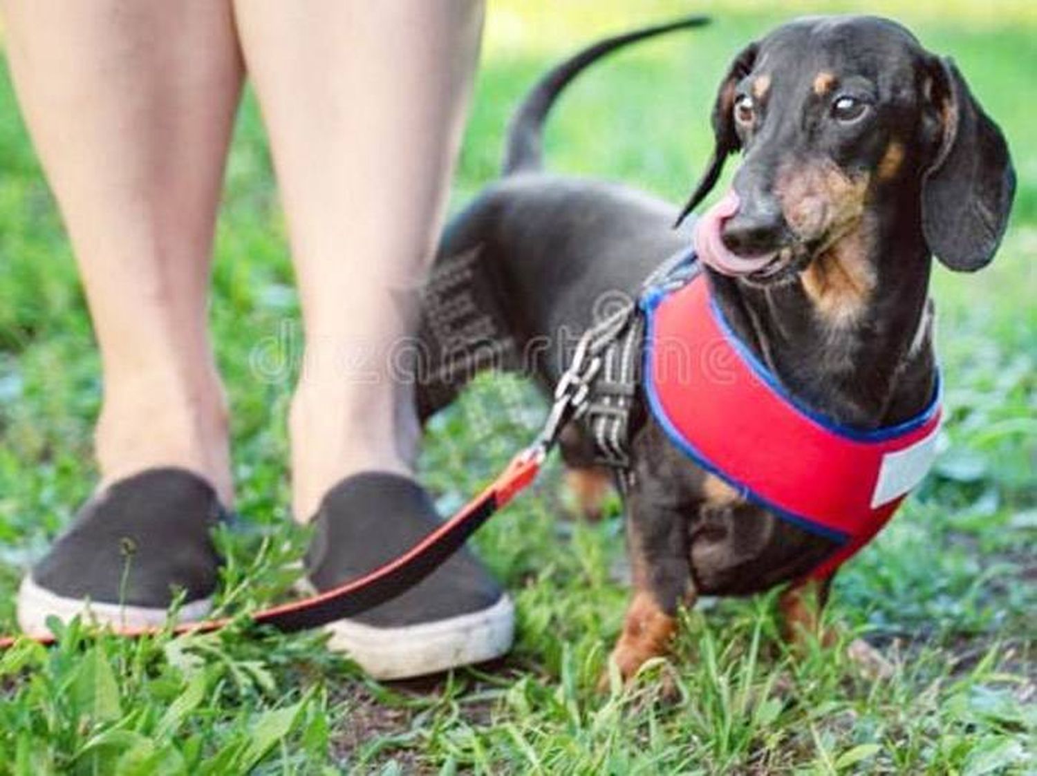 Capacitación gratuita sobre adiestramiento canino