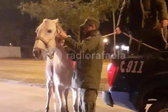 Secuestraron más caballos que “andaban” sueltos en la ciudad de Rafaela