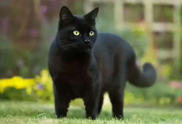 Municipio y PRADA actúan ante denuncias de maltrato animal