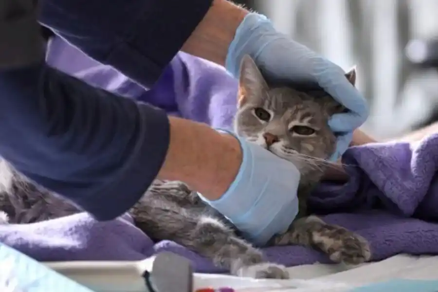 Alertan por un virus que causó la muerte masiva de gatos en Chipre