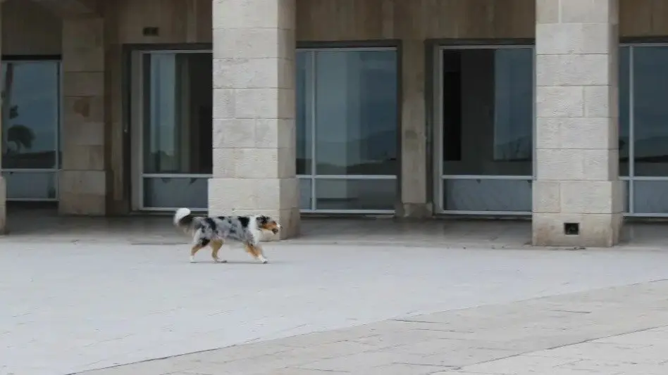 Especialista en Ciencias Biológicas: "La municipalidad no ha considerado el desecho canino como prioritario" 