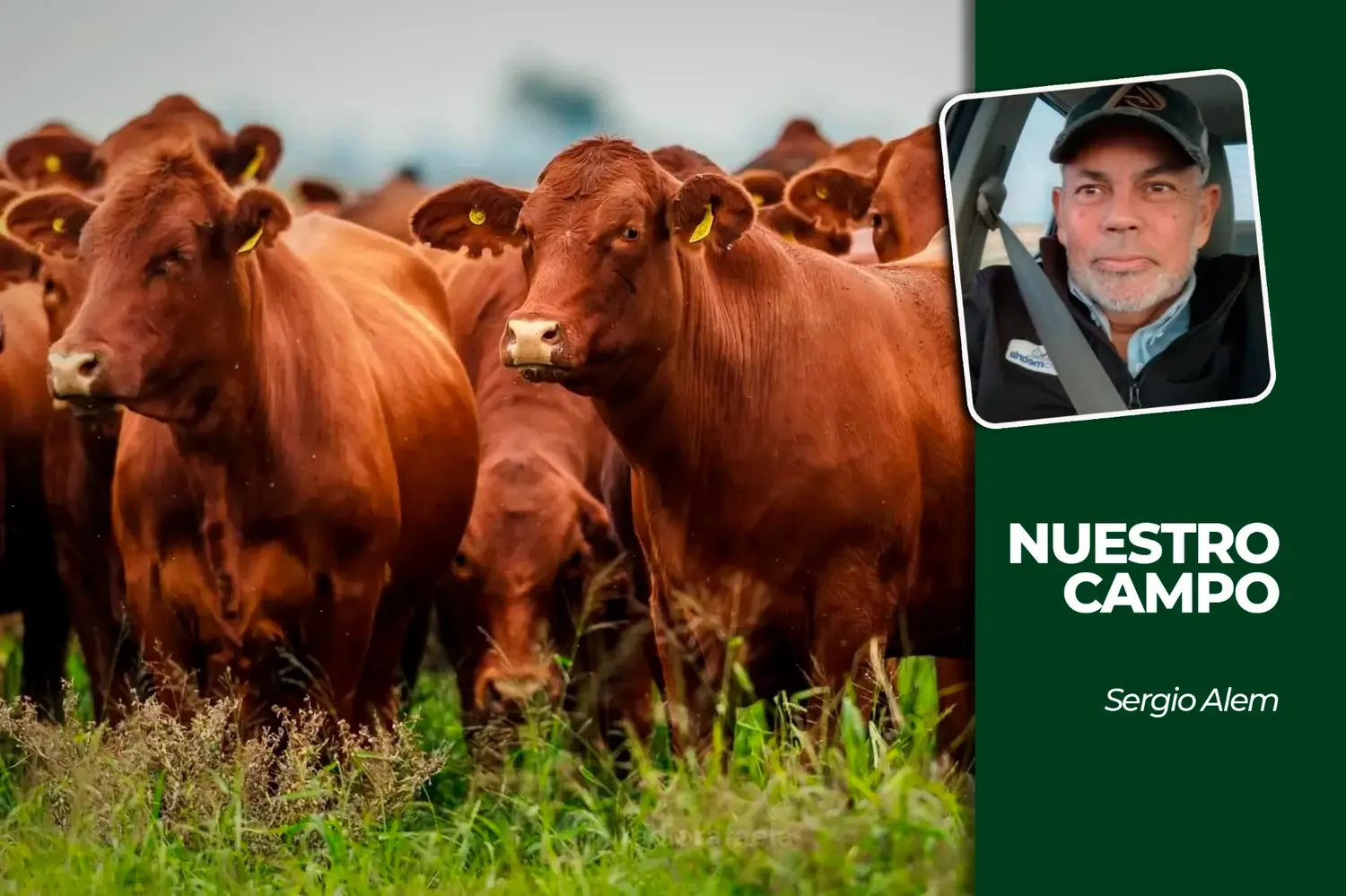 Cañuelas sumó 6.890 cabezas y el novillito promedió 4.630,06 pesos