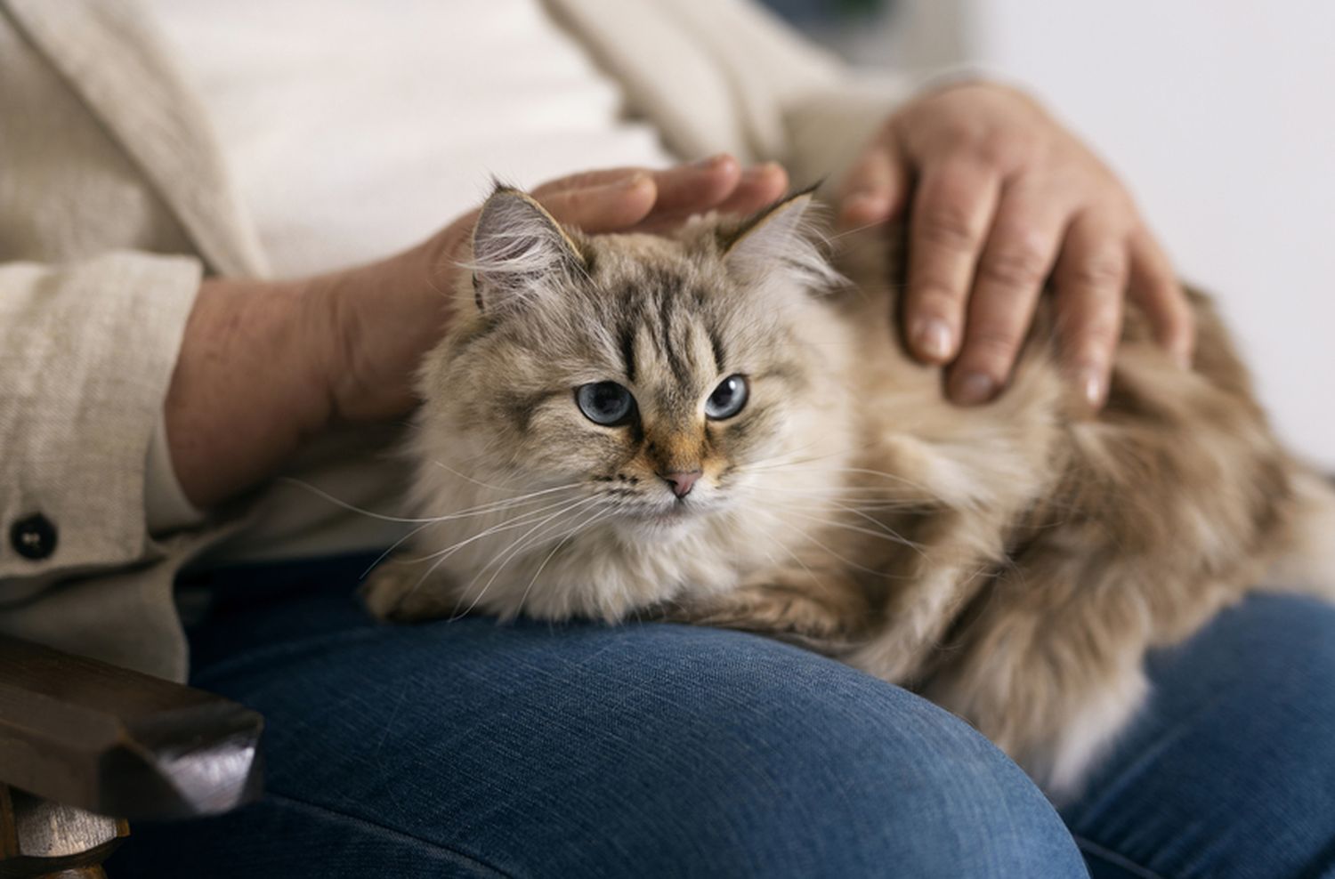 Derribando mitos sobre la alergia a los gatos