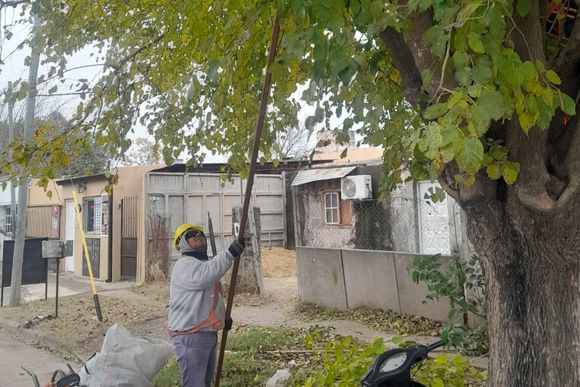 Avanza el plan municipal de poda en distintos sectores de la ciudad