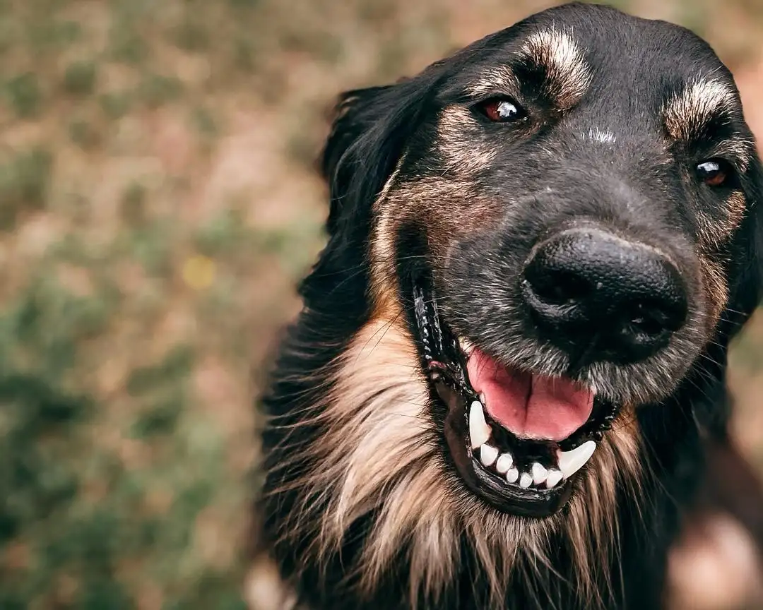La norma fomenta el uso obligatorio de bolsas para la recolección de residuos de perros.