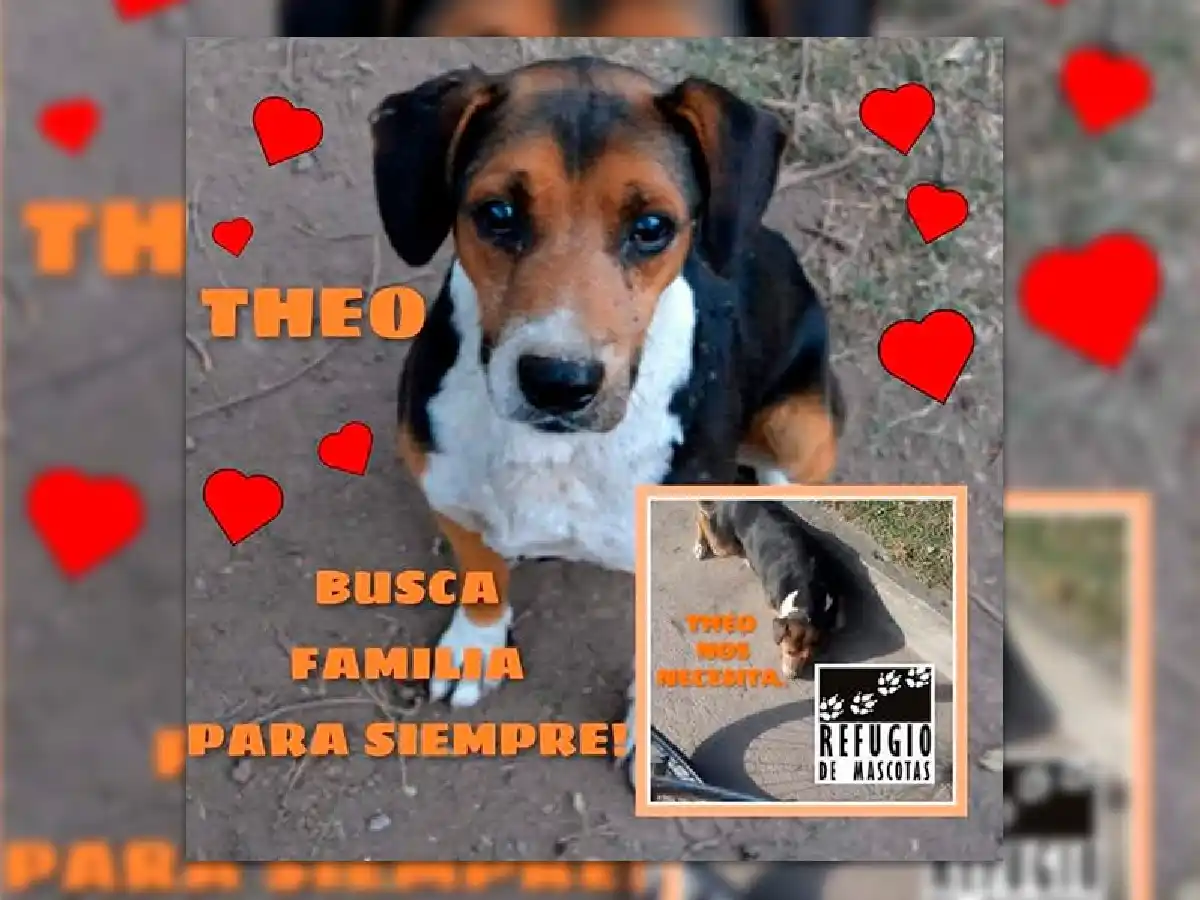 Buscan hogares para 17 perros que a  fin de mes podrían quedar en la calle  