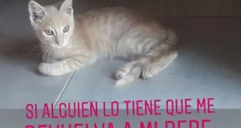 Gatito perdido en el barrio Independencia #solucionado