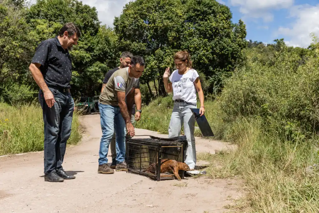Policía Ambiental liberó un yaguarundí y más de 70 aves en el norte de Córdoba