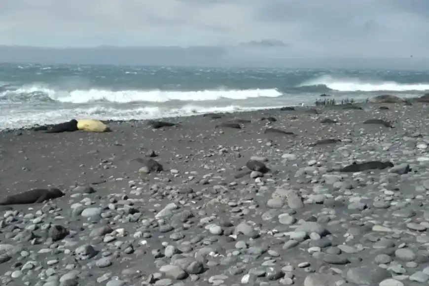 Foto: Cortesía de la División Antártica Australiana.
