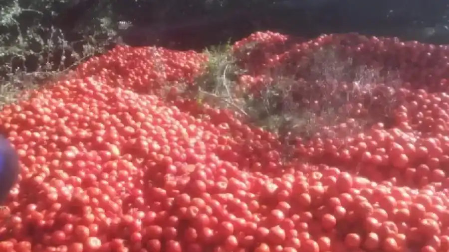 Crisis del tomate en Santa Lucía: productores planean regalar la fruta y dejar la actividad