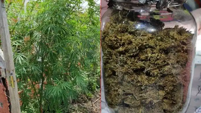 Buscaban una moto robada y encontraron un vivero de marihuana
