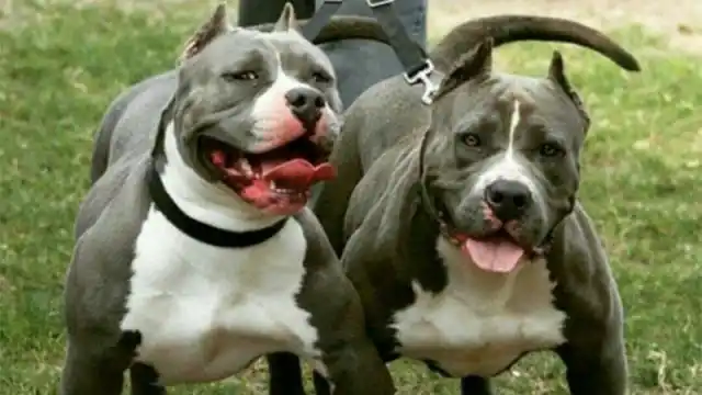 Ordenan sacrificar a los pitbull que atacaron a ladrón que sufrió una amputación