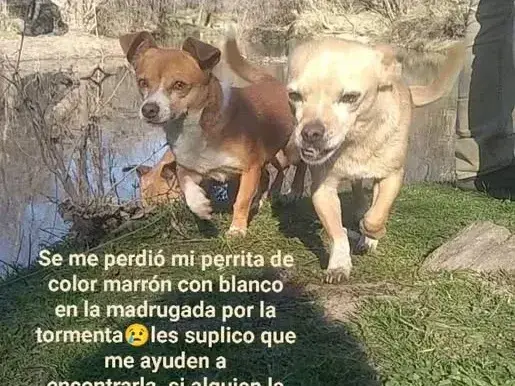 Buscan a Aurora: perrita perdida en Manuel Iglesias Bis