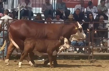 Expoagro: “Abuelo Julio” obtuvo el premio Gran Campeón Hembra Individual de Corral en Braford