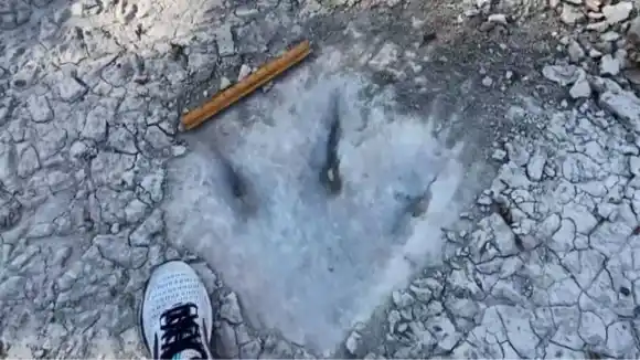 EN DALLAS: Sequía dejó al descubierto las huellas de un dinosaurio de 113 millones de años